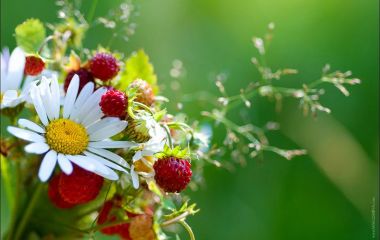   Летние настроение с 630630!